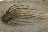 Rare, Spiny Heliopeltis Trilobite - Issoumour, Morocco #328634-2